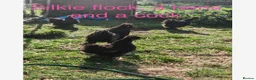 Mixed Breed poultry for sale: Mixed flock of chicken, ducks and geese  - Advert 5