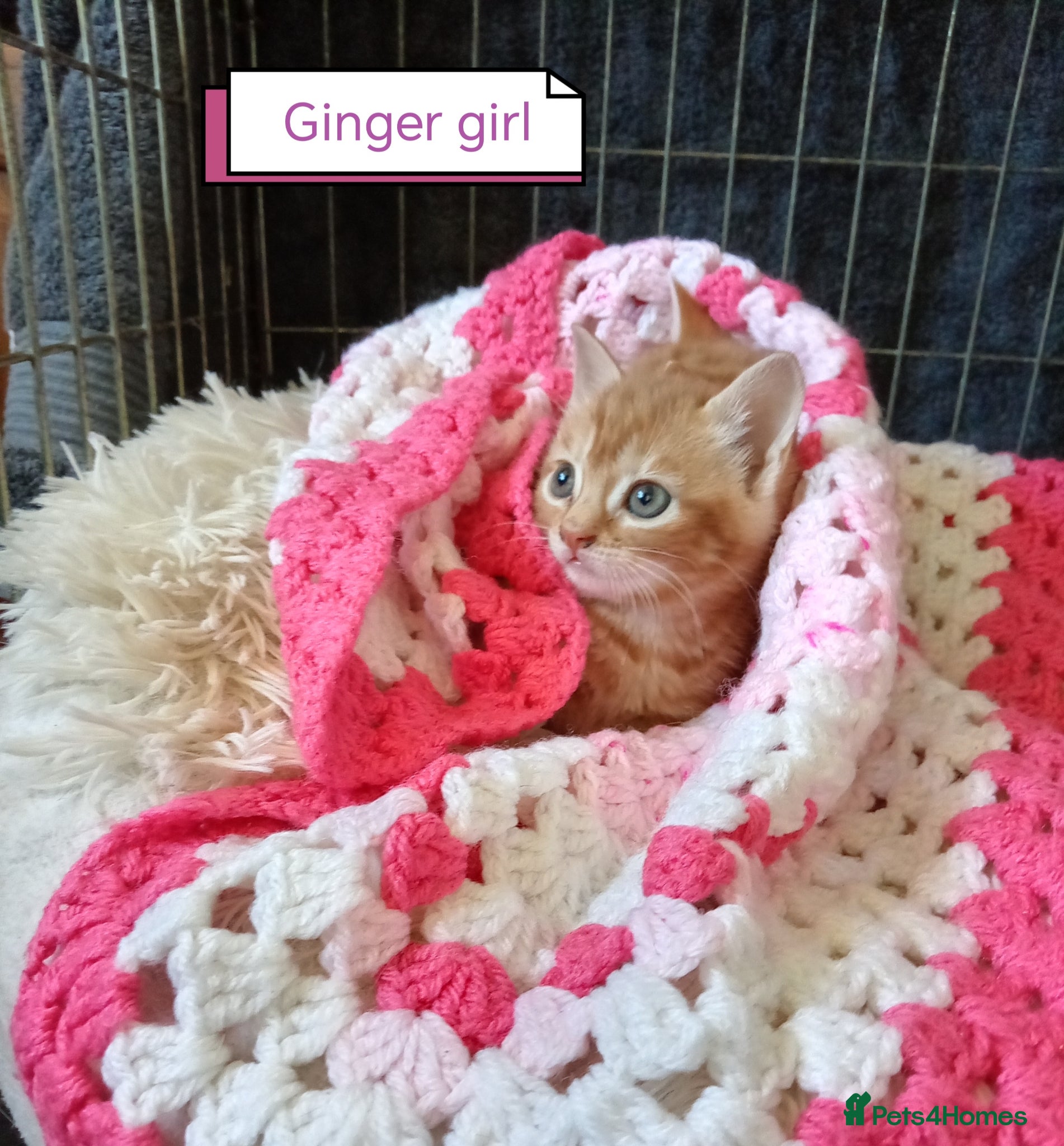 Mixed Breed cats Ginger kittens 3 girls 3 boys - Advert 7