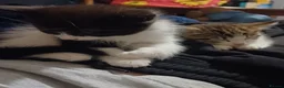 Mixed Breed cats for sale: Beautiful Longhaired Kittens in Halesowen - Advert 3