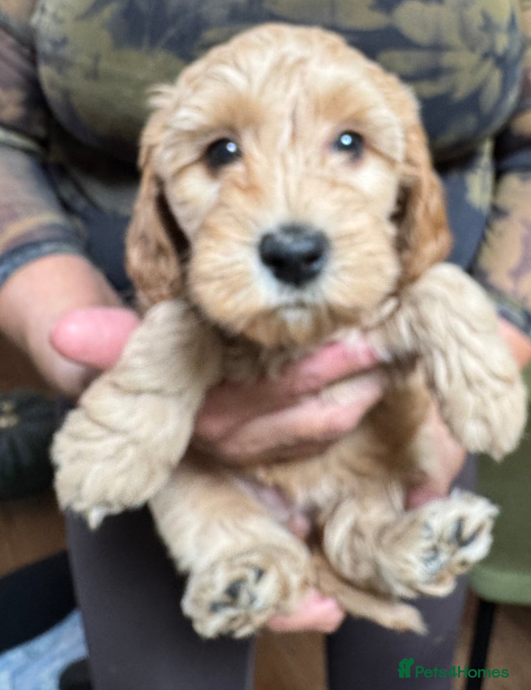 Schnoodle dogs for sale: Miniature Schoodle puppies - Image 21