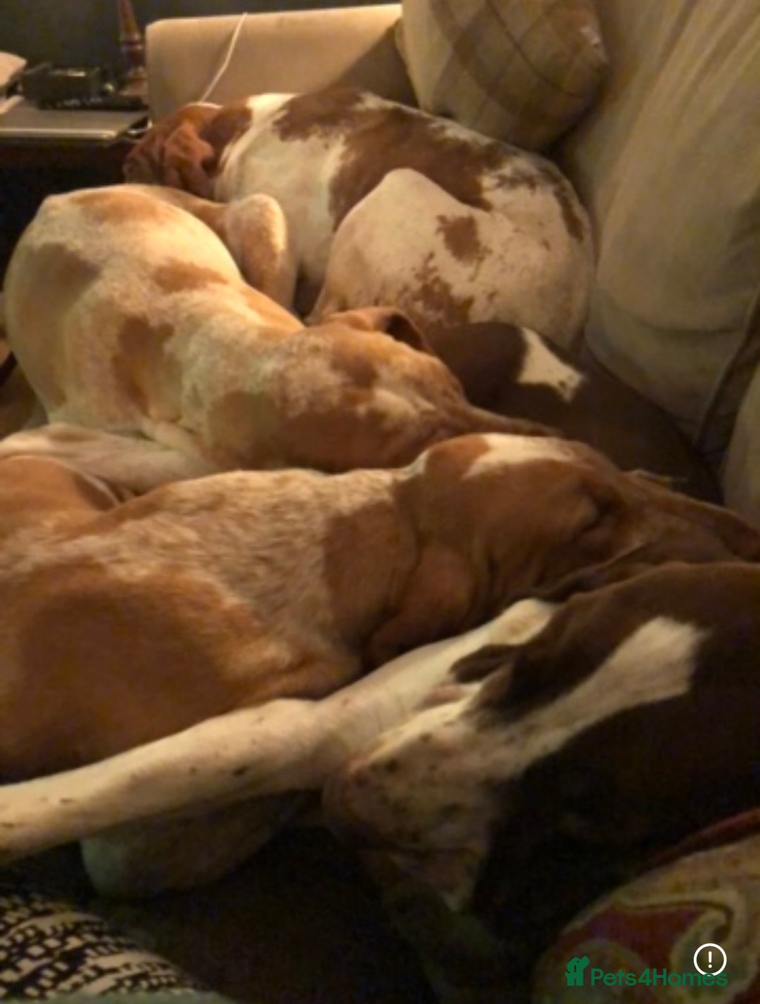 Bracco Italiano dogs for sale: Adorable Bracco Puppies Due 3rd October  - Image 7