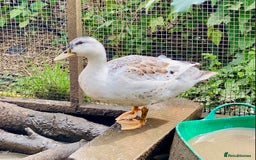 Ducks poultry for sale: Miniature Silver Appleyard Drakes - Image 2