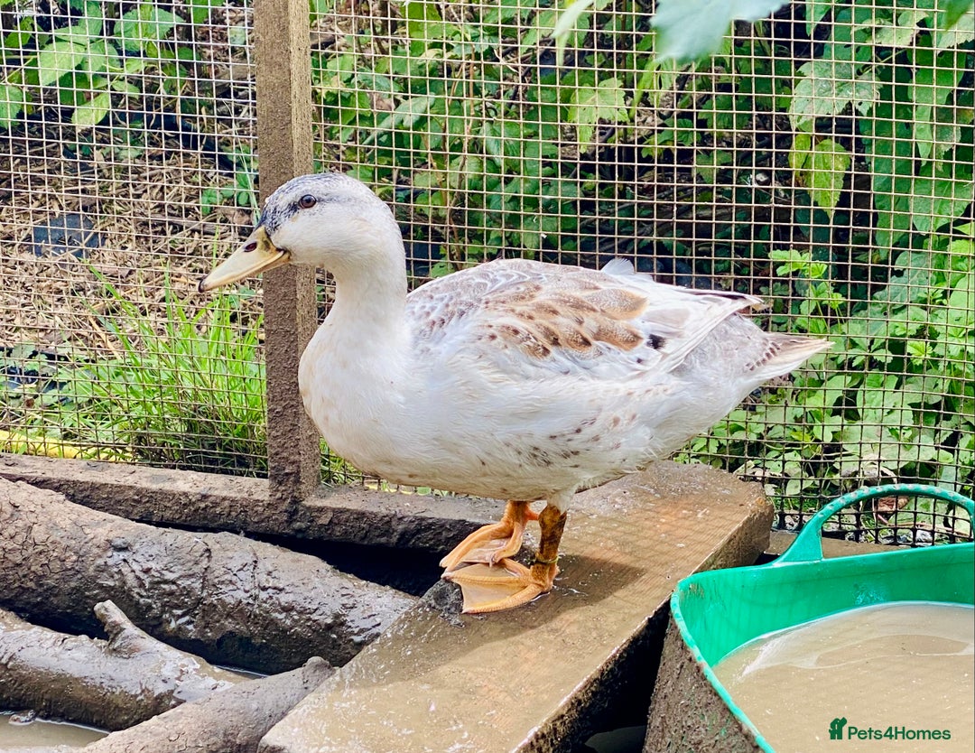 Ducks poultry for sale: Miniature Silver Appleyard Drakes - Image 2