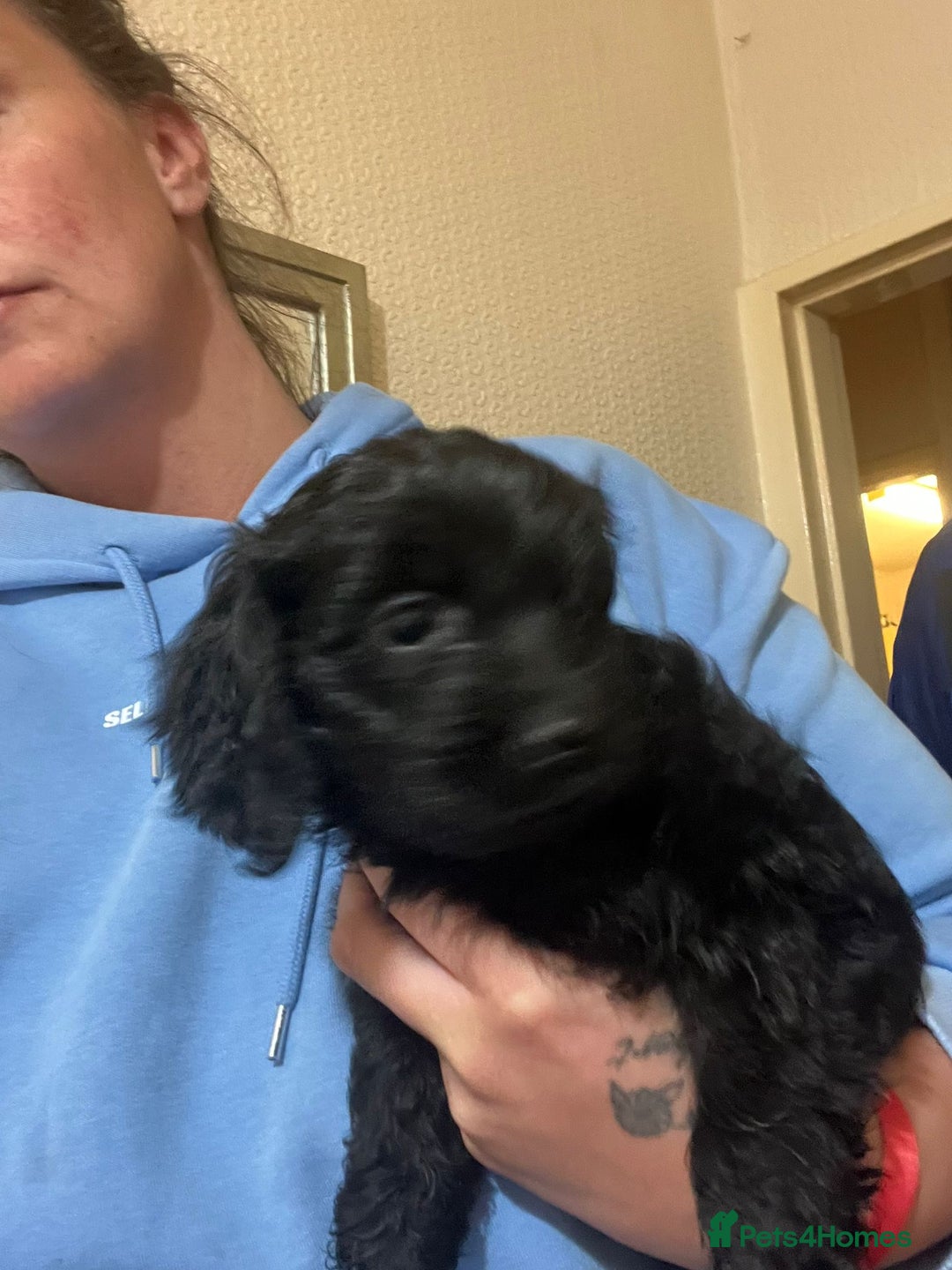 Cockapoo dogs for sale: 2 black stunning girls cockerpoos - Advert 26