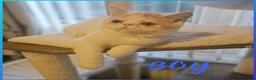 Exotic cats for sale: 2 beautiful exotic Kitten  - Advert 6