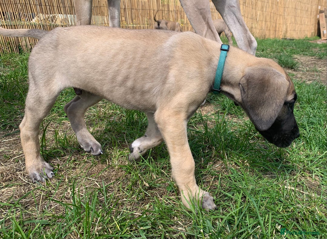 Great Dane dogs for sale: Only 3 left - Pedigree Great Dane Puppies in Dumfries - Image 13