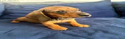 Miniature Dachshund dogs for sale: MINIATURE dachshund puppies UNIQUE fur patterns - Advert 22