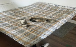 Domestic Shorthair cats for sale: Beautiful Grey & White Kitten for Sale - Image 10