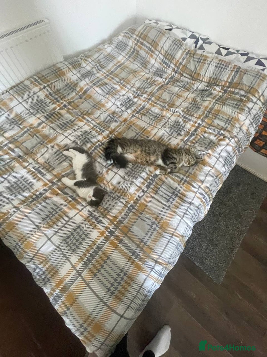 Domestic Shorthair cats for sale: Beautiful Grey & White Kitten for Sale - Image 10