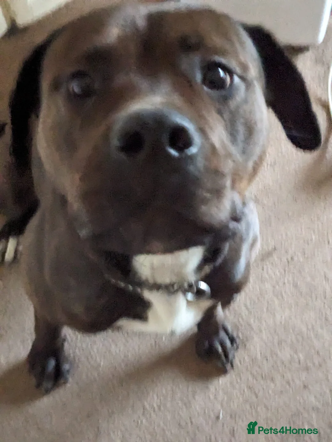 Mixed Breed dogs for sale: 4yo female Bullweiler for rehoming  - Advert 9