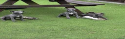 Whippet dogs for sale: Whippets  - Advert 3