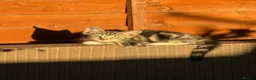 European cats for sale: Female tabby kitten - Advert 3