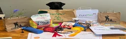 Labrador Retriever dogs for stud: Black Labrador Gun dog STUD- FernSpring River.  - Advert 2