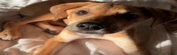 Lurcher dogs for sale: Whippet greyhound saluki  in Dorchester - Advert 3