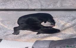 Mixed Breed dogs for sale: Huskita X Border Collie mix - Image 9