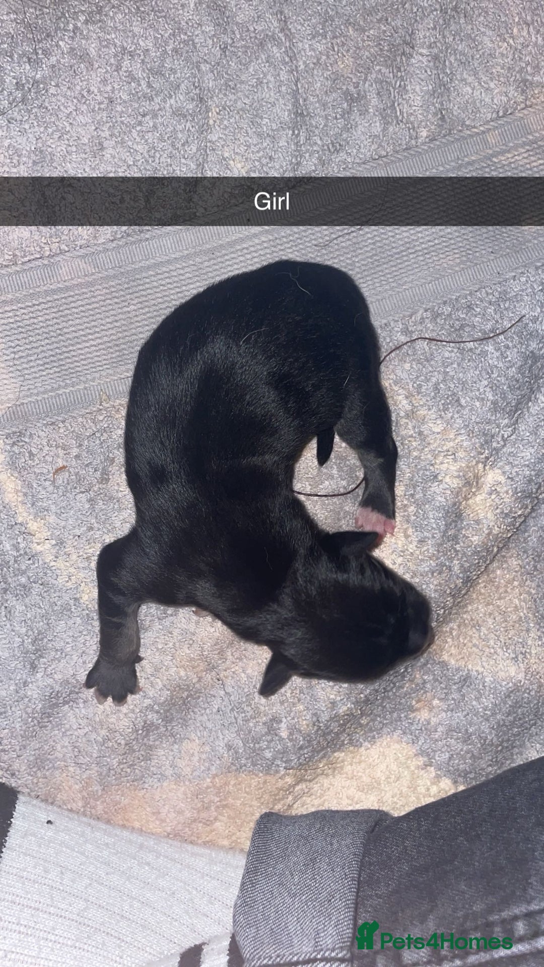 Mixed Breed dogs for sale: Huskita X Border Collie mix - Image 9