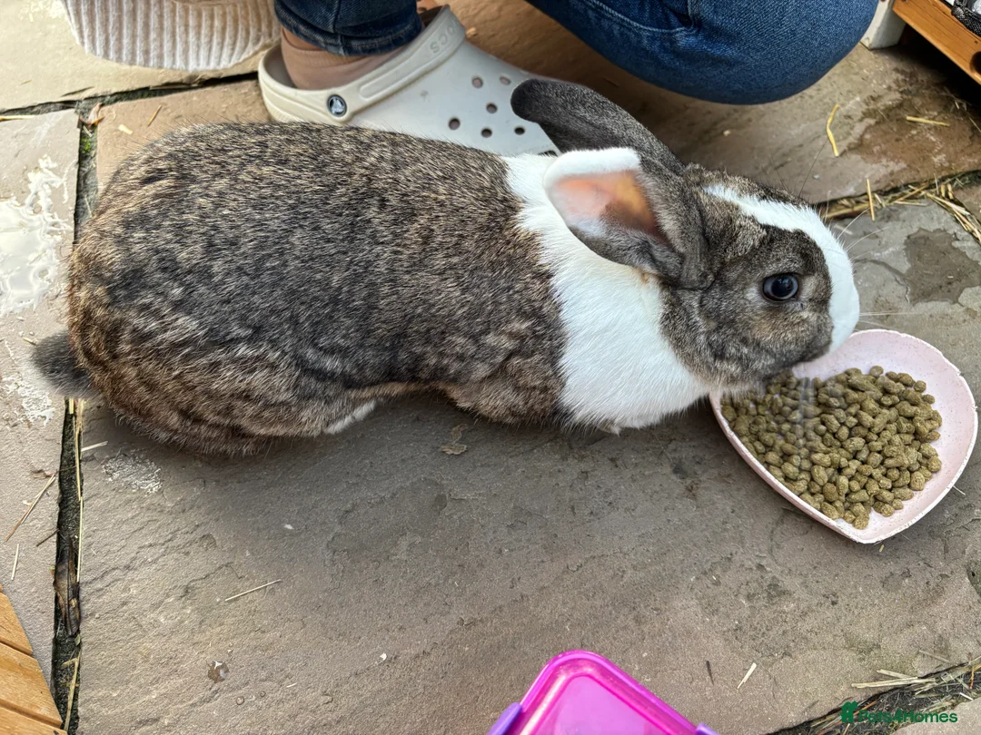 Mixed Breed rabbits for sale: My beautiful girl - Advert 3