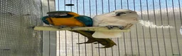 Cockatoo birds for sale: Macaw and Mollucan Cockatoo - Advert 3