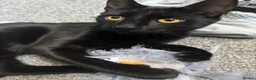 Mixed Breed cats for sale:  Eleven  - Advert 2