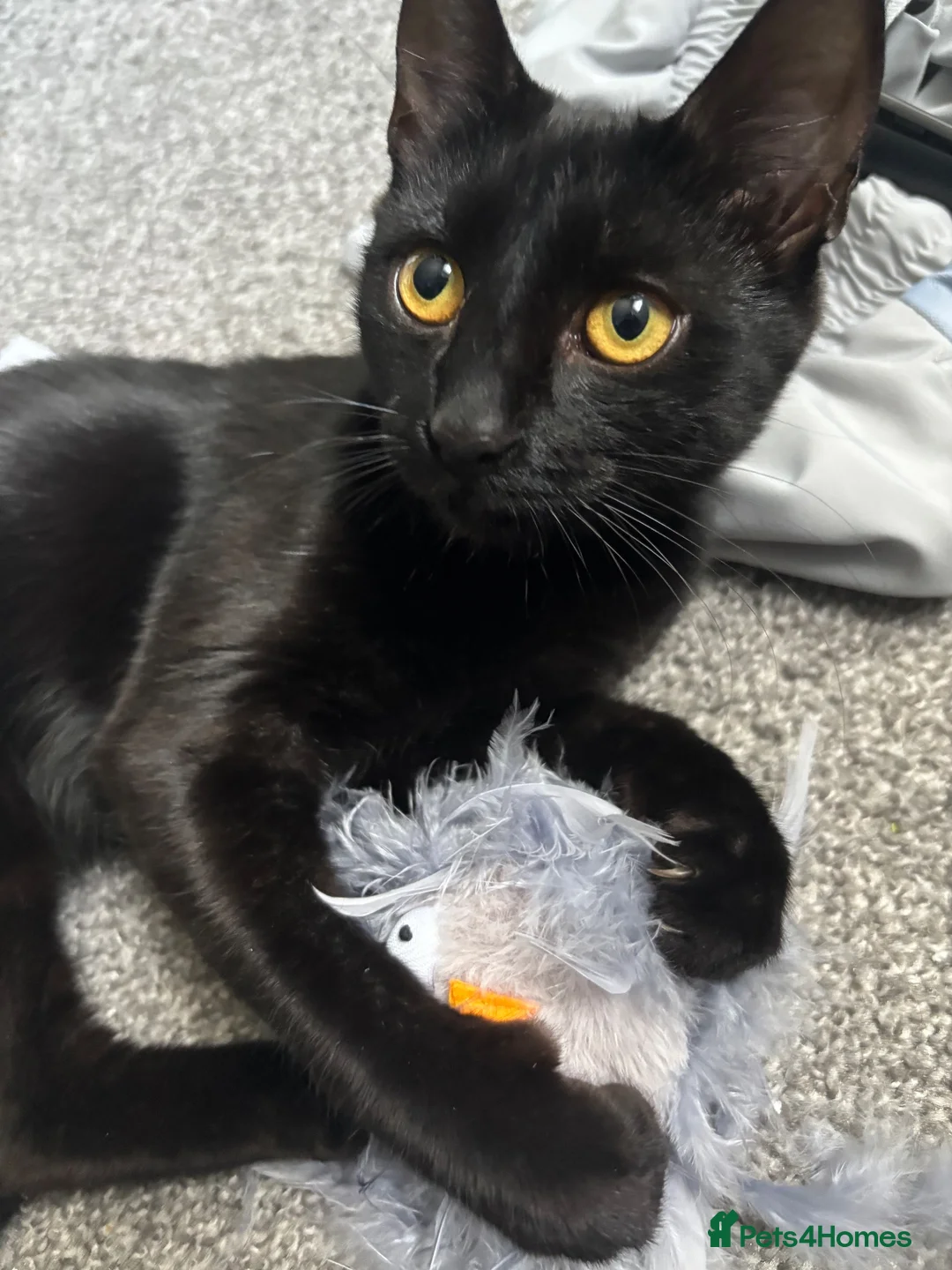 Mixed Breed cats for sale:  Eleven  - Advert 2