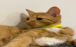 Mixed Breed cats for sale: Ginger cat/ 7 months old  - Image 19