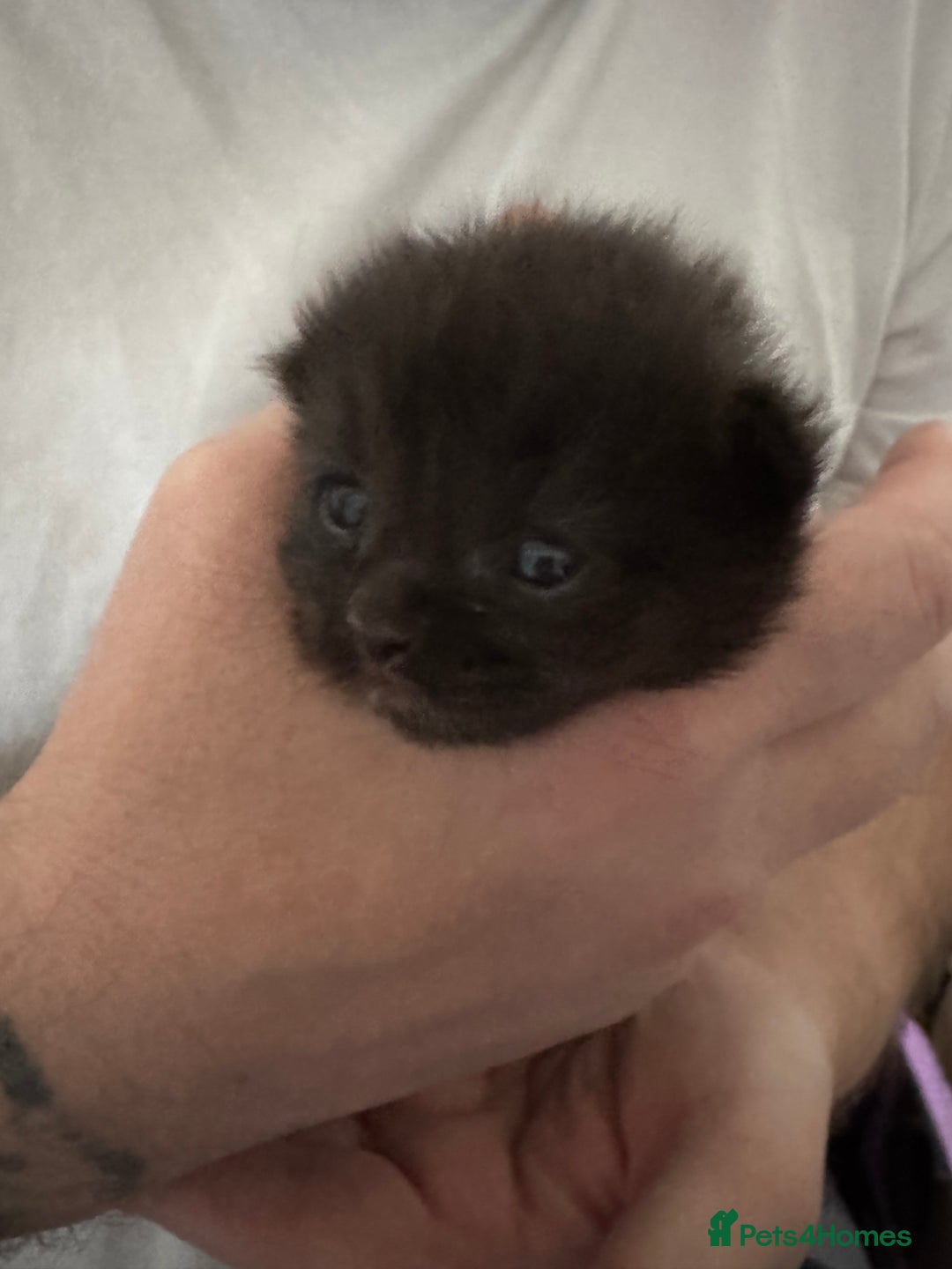 Maine Coon cats for sale: 5 Maine coon x Ragdoll kittens.  - Image 8