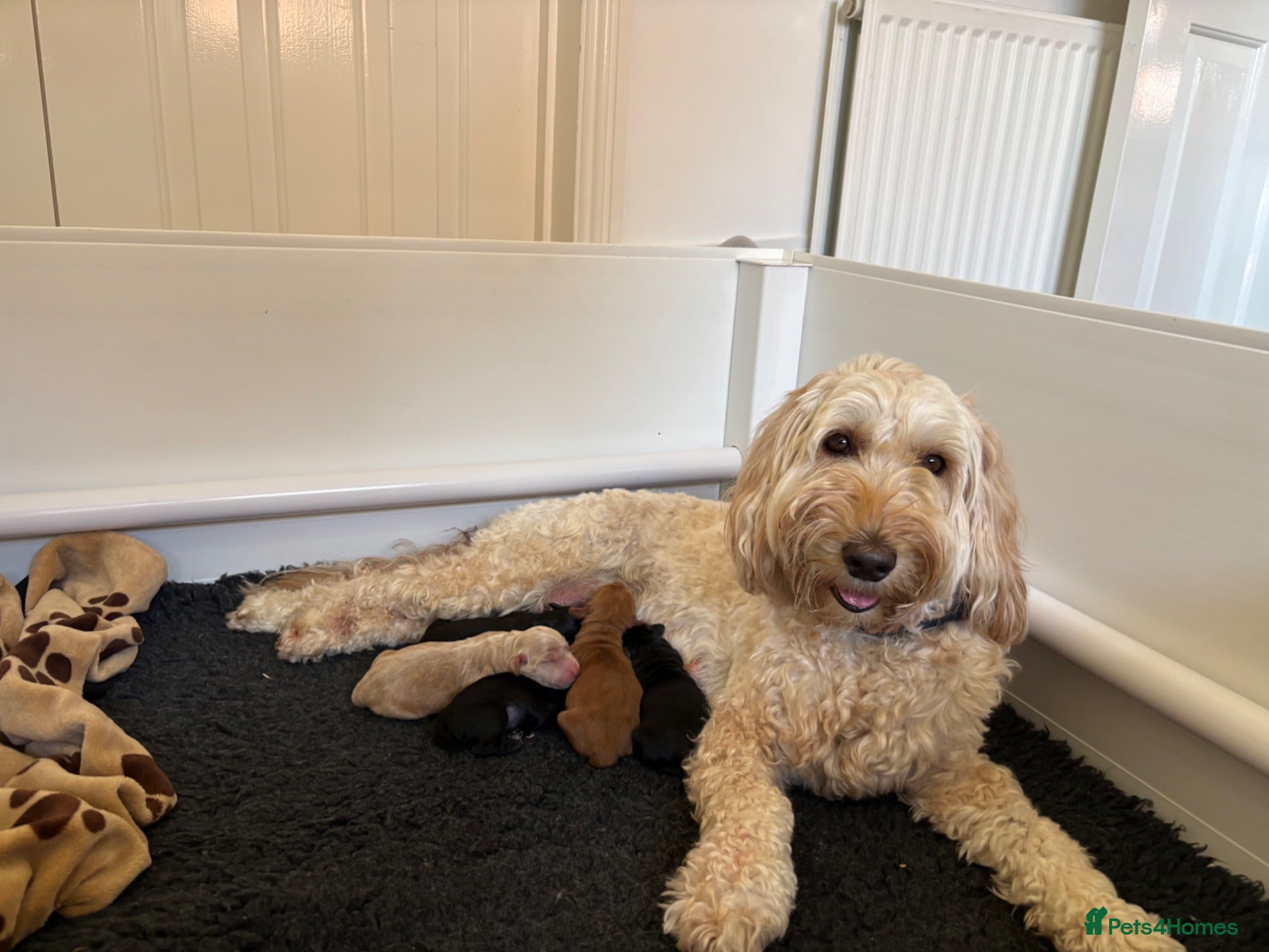 Australian Labradoodle dogs Australian labradoodle's  - Advert 4