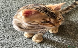 Bengal cats for sale: Beautiful Male TICA registered Bengal Kitten - Image 10
