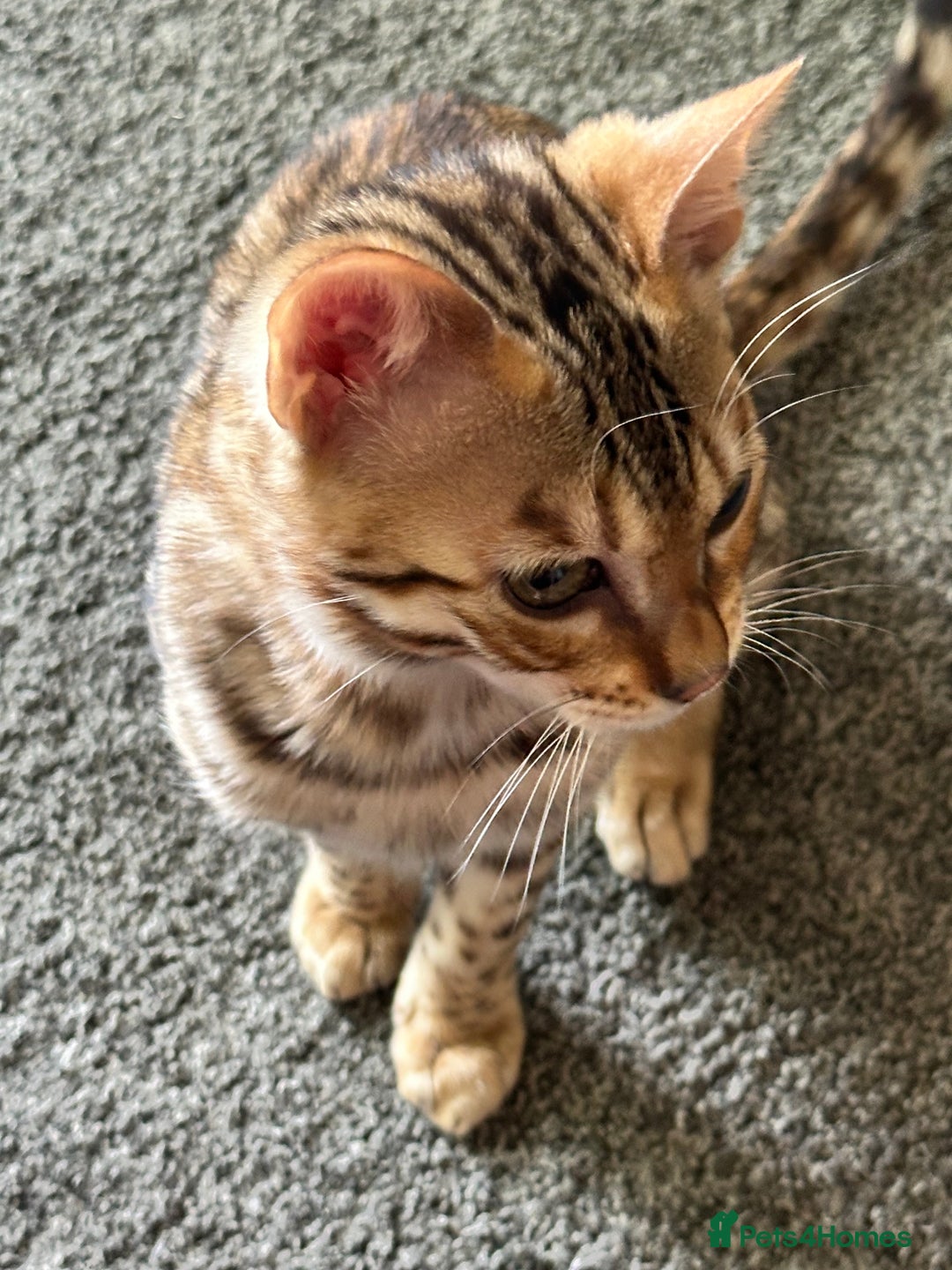 Bengal cats for sale: Beautiful Male TICA registered Bengal Kitten - Image 10