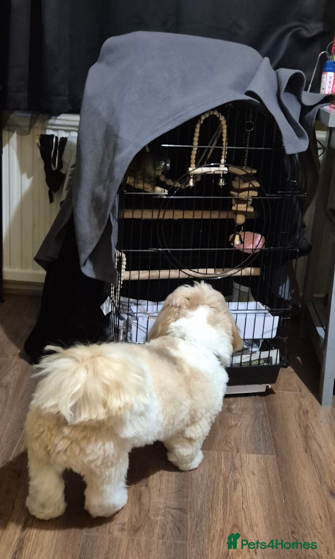 Conures birds for sale: Tame male conure 9 months old  - Advert 3