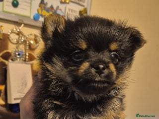 Mixed Breed dogs For sale Toy Yorkshire&Pomeranian mix puppies 🐶 - Advert 2