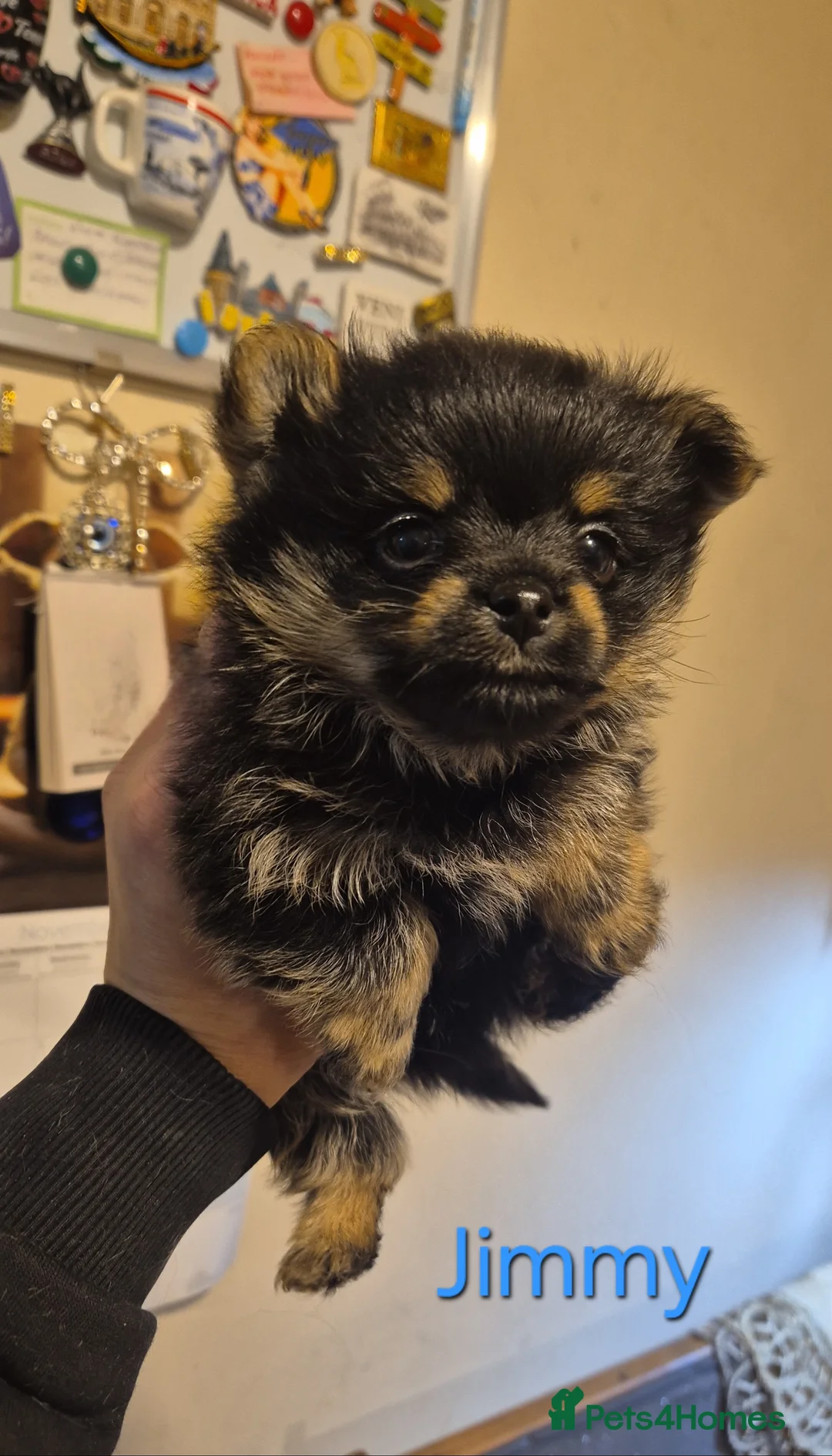 Mixed Breed dogs for sale: For sale Toy Yorkshire&Pomeranian mix puppies 🐶  - Advert 1