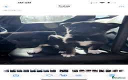 Mixed Breed dogs for sale: beautiful German shepherd x border collie puppies  - Image 2