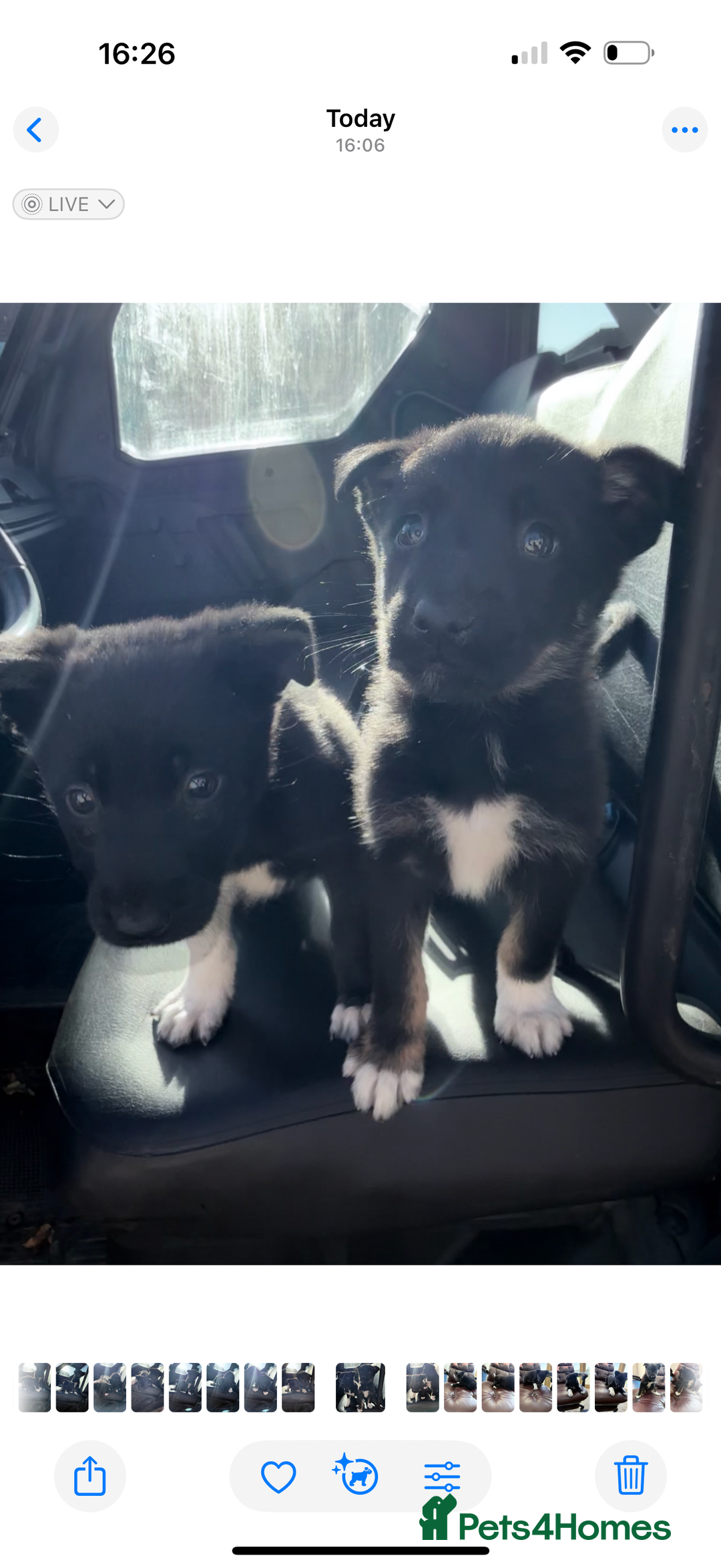 Mixed Breed dogs for sale: beautiful German shepherd x border collie puppies  - Image 2