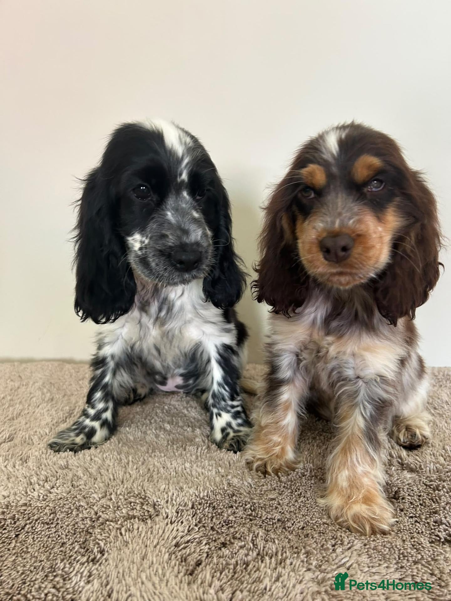 Cocker Spaniel dogs Kc registered show type spaniels  - Advert 1