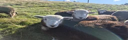 Sheep livestock for sale: Herd of Beautiful Herdwick Sheep - Advert 5
