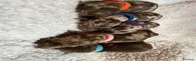 Miniature Dachshund female dapples (pink, purple, orange collar)