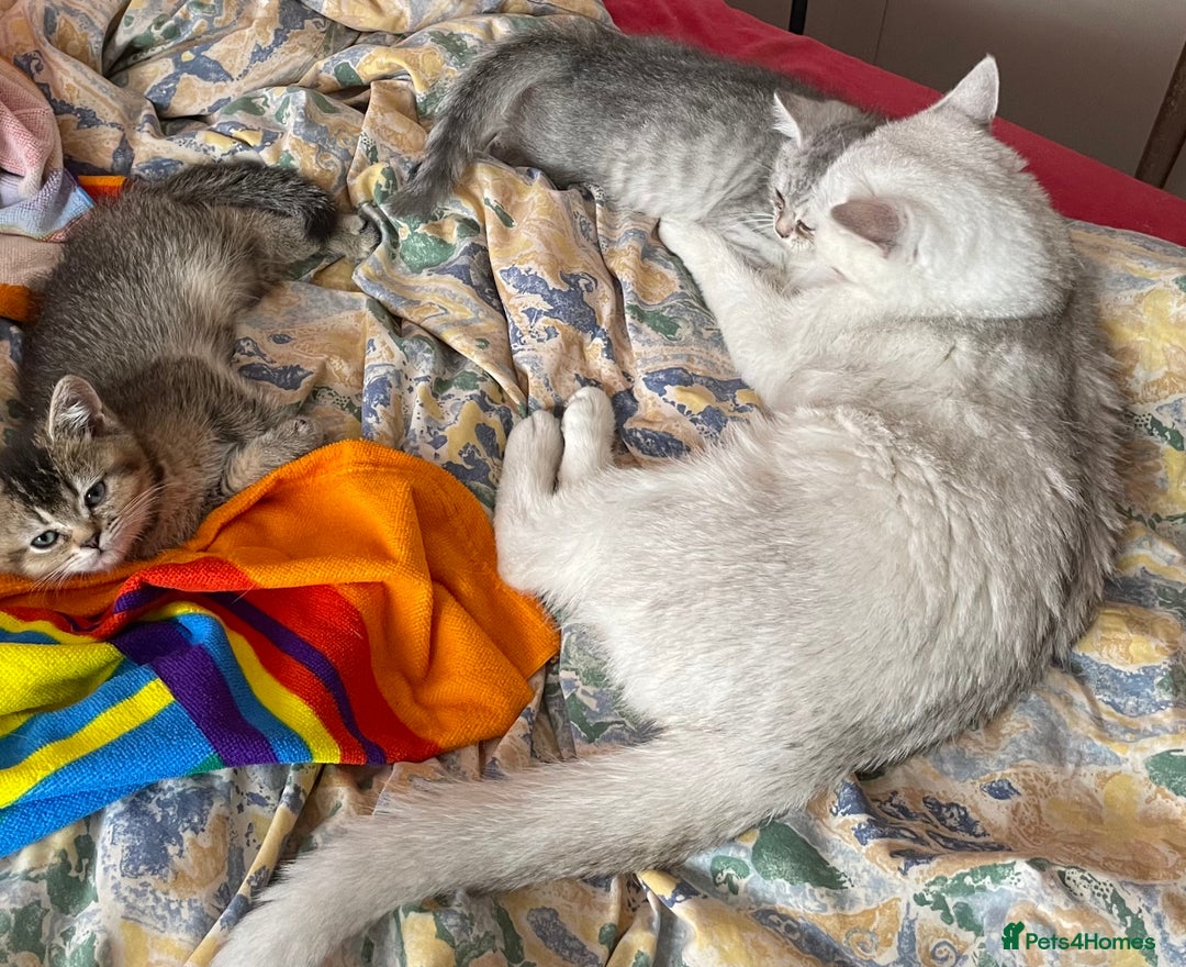 British Shorthair cats for sale: Golden brown tabby and silver  - Image 7