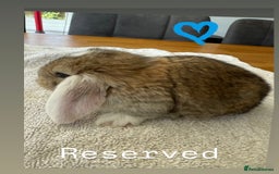 French Lop rabbits for sale: Stunning French lop babies  - Image 9