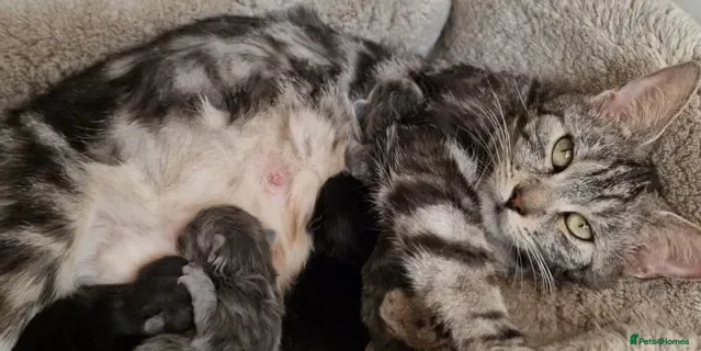 Mixed Breed cats Maine Coon x Marble Bengal kittens, mixed breed - Advert 1