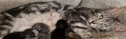 Mixed Breed cats for sale: Maine Coon x Marble Bengal kittens, mixed breed - Advert 11