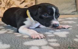 Italian Greyhound dogs for sale: Italian greyhounds - Image 6