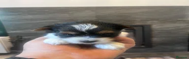 Biewer Terrier 1