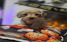 Cockapoo dogs for sale: Cockapoo puppies for sale  - Image 2