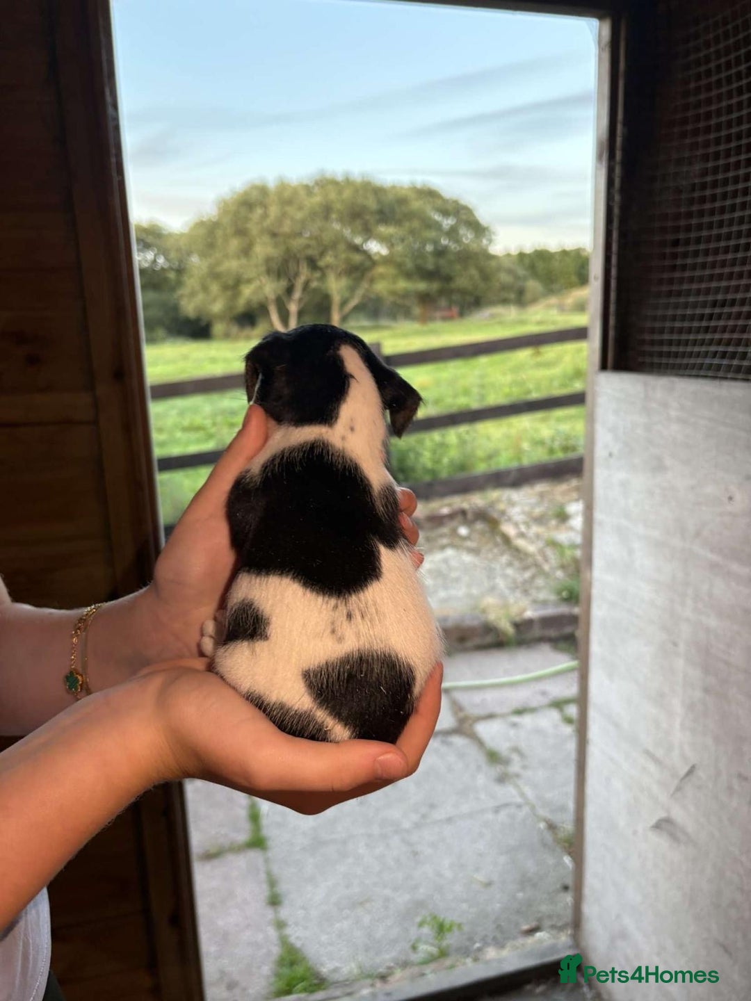 Jack Russell dogs for sale: Jack Russell puppies 5 boys left - Image 15