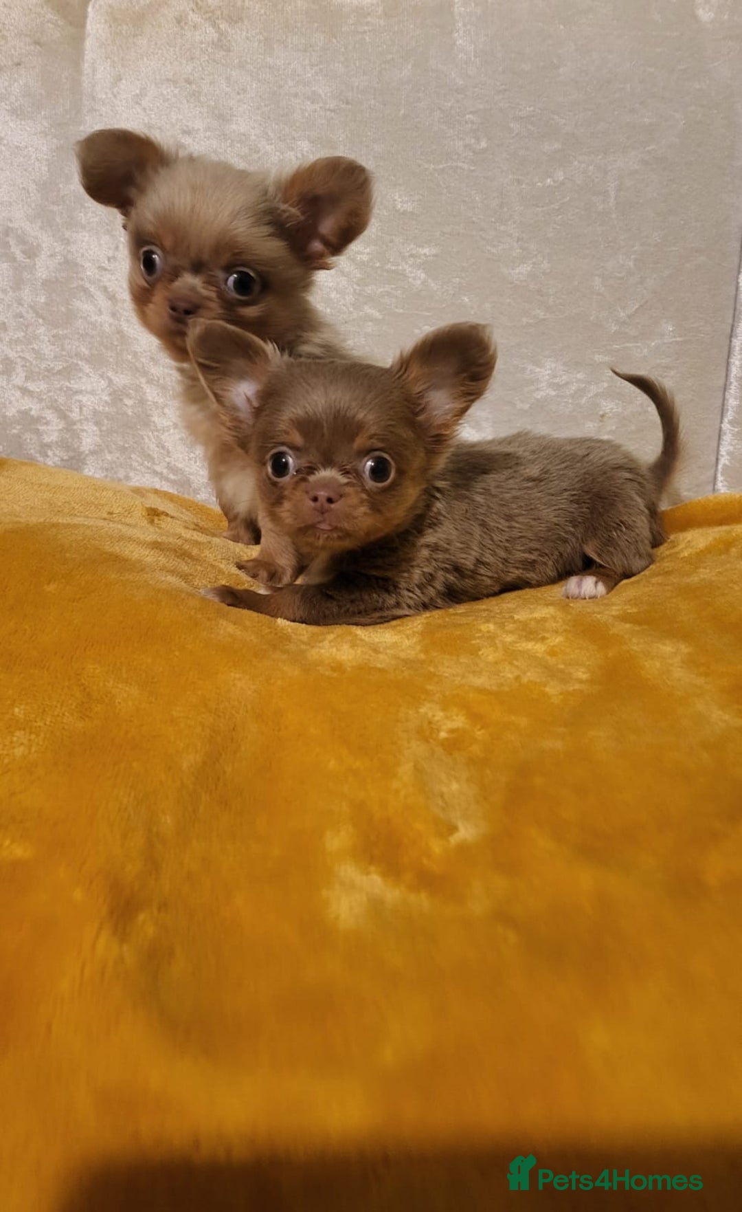 Chihuahua dogs for sale: Beautiful Long-Haired Chihuahua Puppies - Advert 2