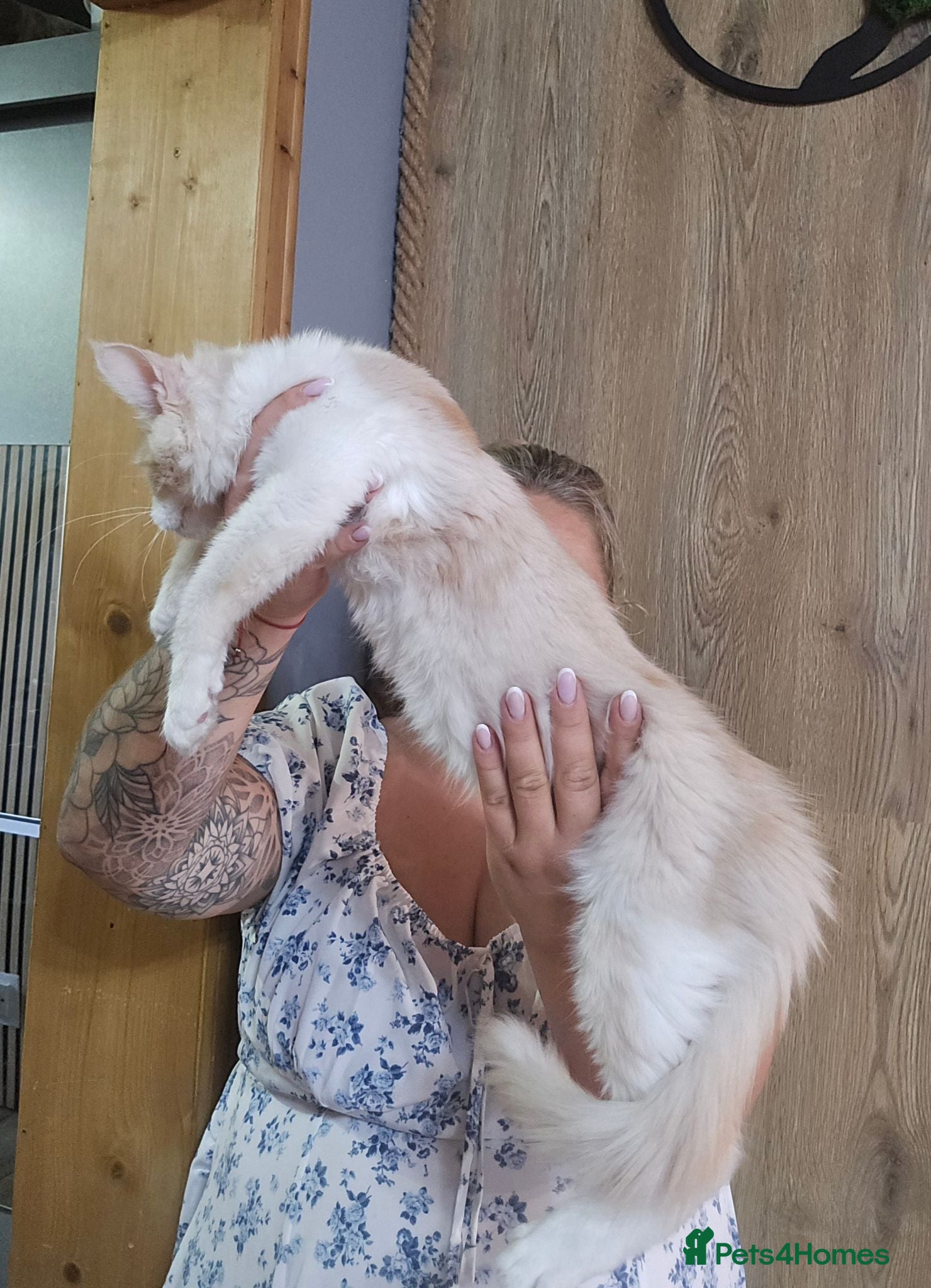 Maine Coon cats Ready Now TICA Boy  Maine Coon  - Advert 10