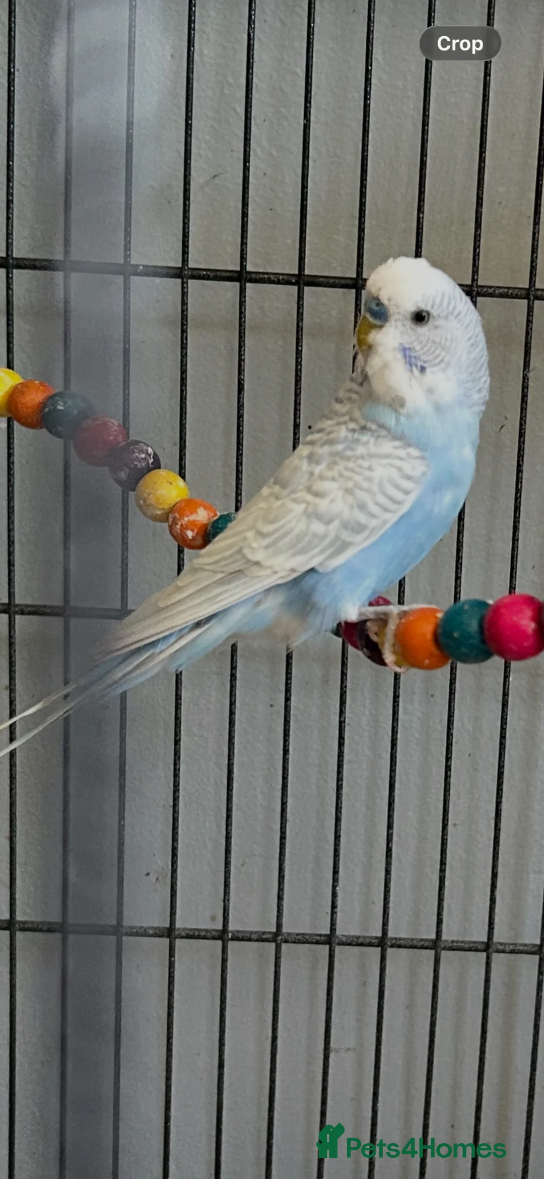 Budgerigars birds for sale: Budgies - Advert 2