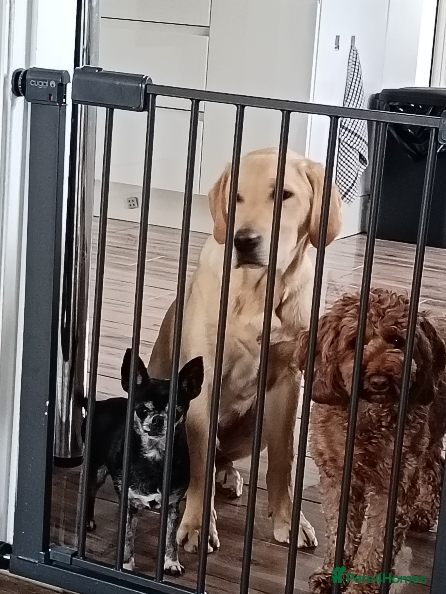 Labrador Retriever dogs 7 month old labrador male - Advert 1