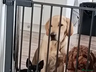 Labrador Retriever dogs 7 month old labrador male - Advert 1